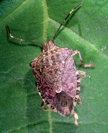 cimice_0