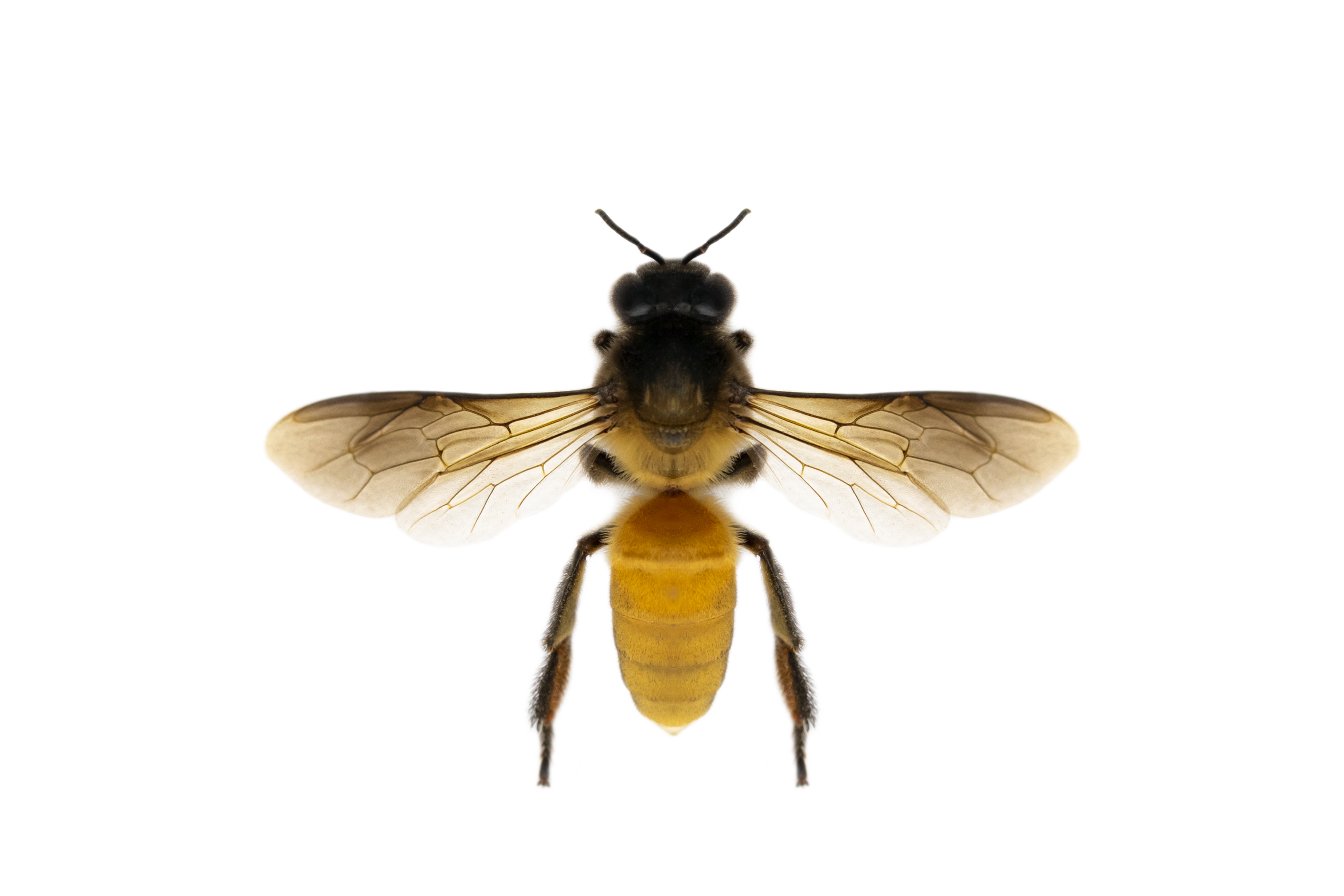 image-bee-honeybee-isolated-white-background