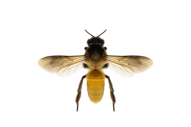 image-bee-honeybee-isolated-white-background