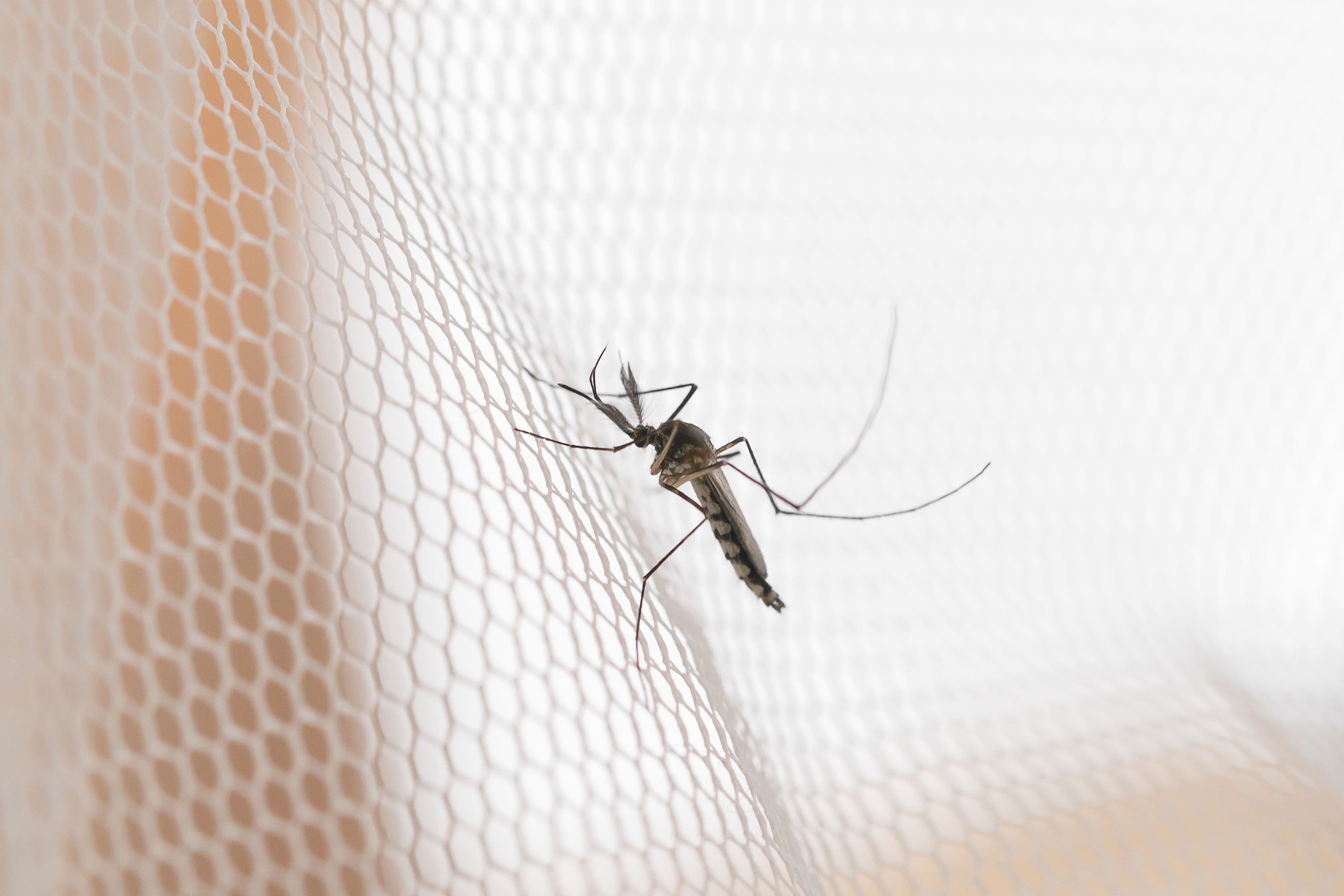 mosquito-white-mosquito-wire-mesh-net-mosquito-disease-is-carrier-malaria
